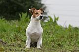 JACK RUSSEL 205